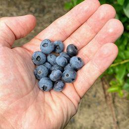 The Brain-Boosting Berry